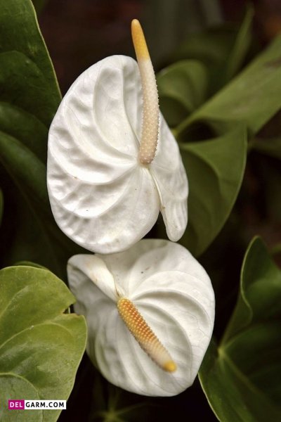  عکس های زیبا گل آنتوریوم