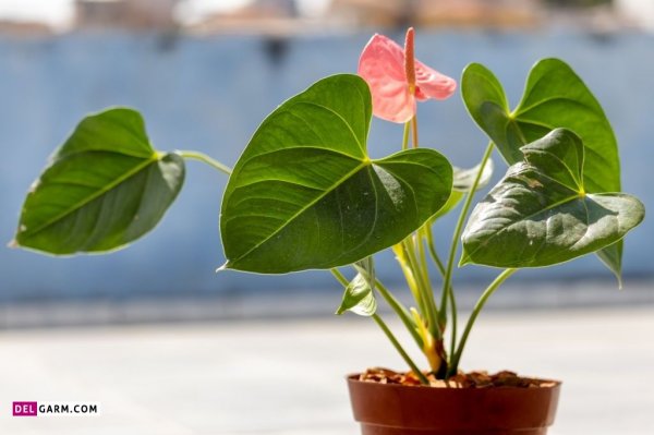  عکس های زیبا گل آنتوریوم