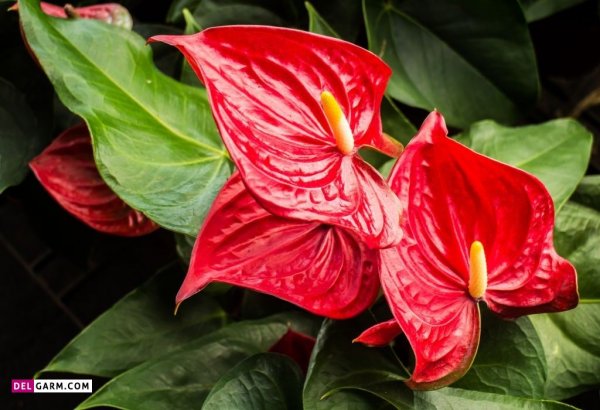  عکس های زیبا گل آنتوریوم