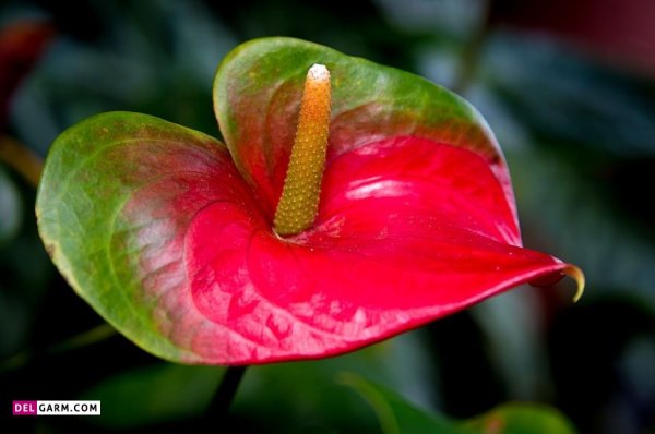  عکس های زیبا گل آنتوریوم