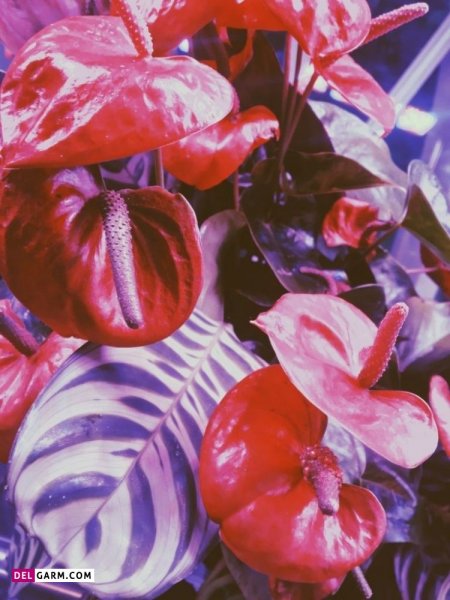  عکس های زیبا گل آنتوریوم