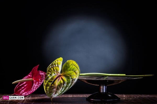  عکس های زیبا گل آنتوریوم