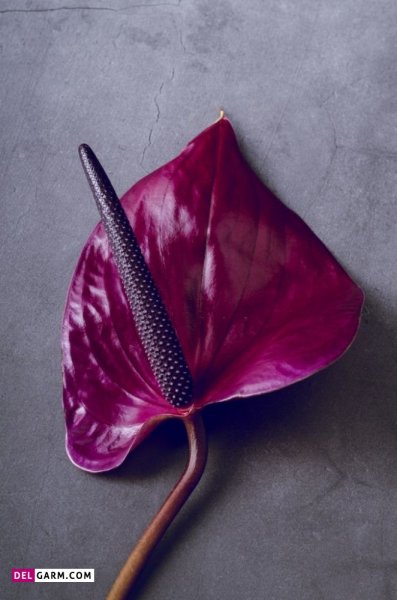  عکس های زیبا گل آنتوریوم