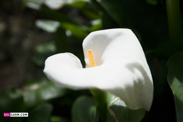  عکس های زیبا گل آنتوریوم