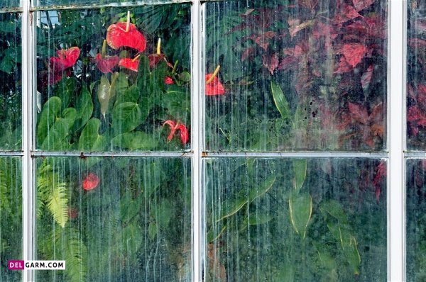  عکس های زیبا گل آنتوریوم