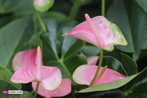  عکس های زیبا گل آنتوریوم