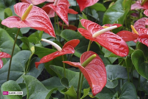  عکس های زیبا گل آنتوریوم