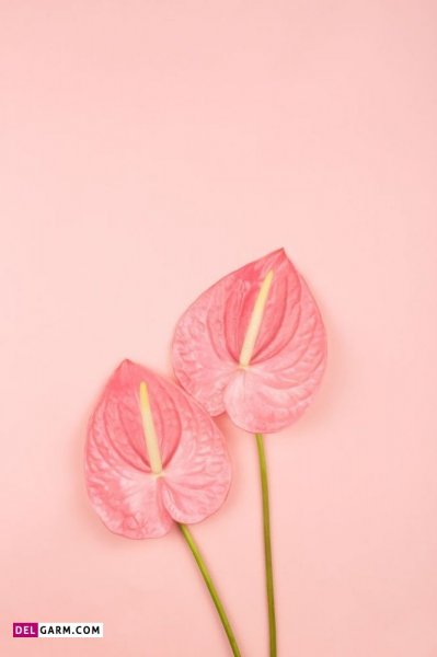  عکس های زیبا گل آنتوریوم