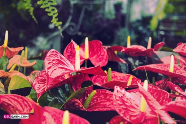  عکس های زیبا گل آنتوریوم