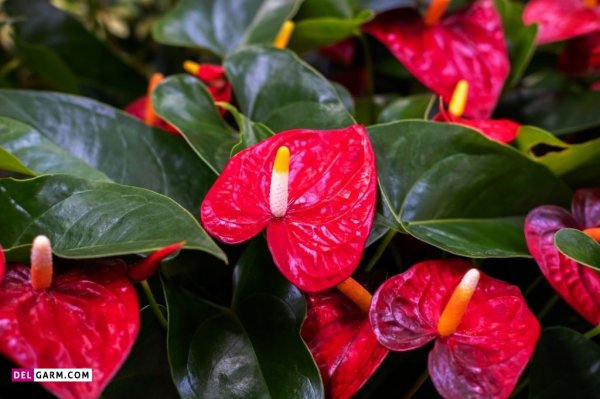  عکس های زیبا گل آنتوریوم