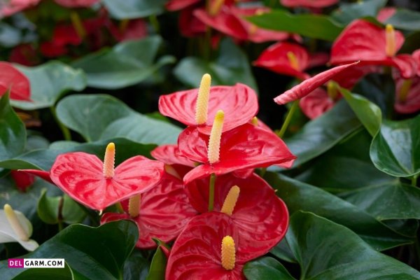  عکس های زیبا گل آنتوریوم