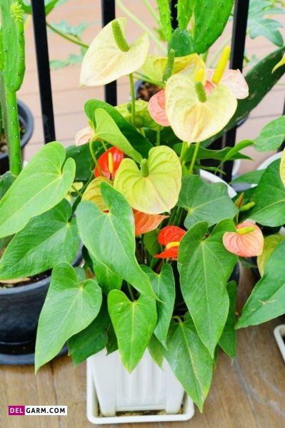  عکس های زیبا گل آنتوریوم