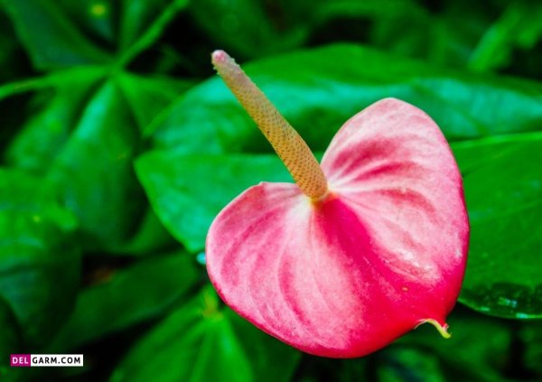  عکس های زیبا گل آنتوریوم