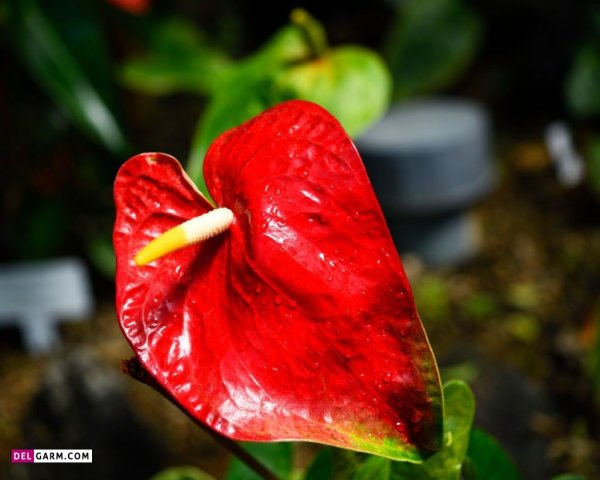  عکس های زیبا گل آنتوریوم