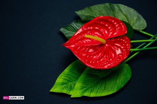  عکس های زیبا گل آنتوریوم