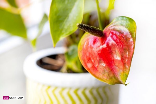  عکس های زیبا گل آنتوریوم