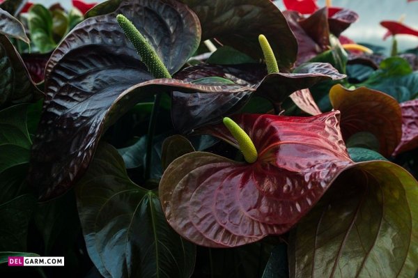  عکس های زیبا گل آنتوریوم