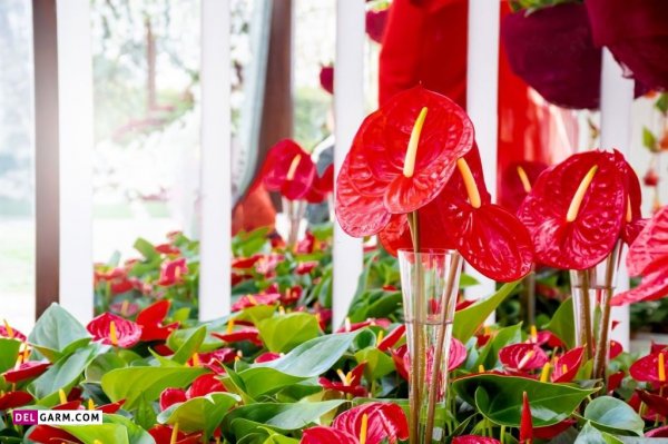  عکس های زیبا گل آنتوریوم