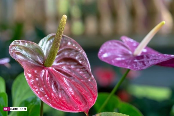 عکس انواع گل آنتوریوم