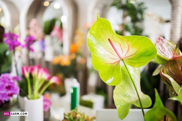  عکس انواع گل آنتوریوم