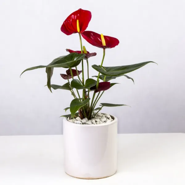  عکس انواع گل آنتوریوم