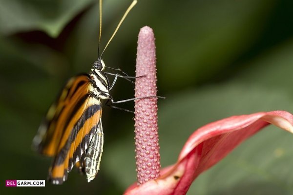  عکس انواع گل آنتوریوم