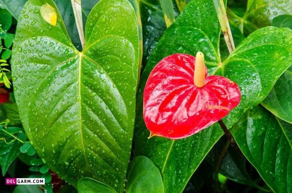  عکس انواع گل آنتوریوم