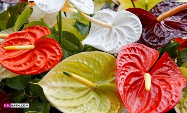  عکس انواع گل آنتوریوم