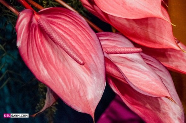  عکس انواع گل آنتوریوم