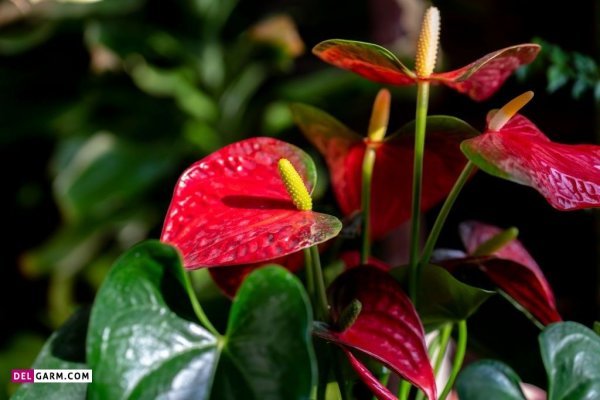  عکس انواع گل آنتوریوم