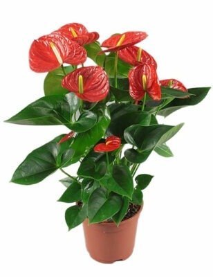  عکس گل آنتوریوم