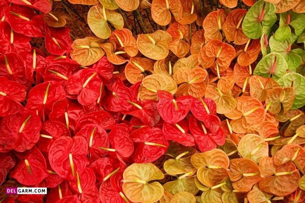  عکس گل آنتوریوم