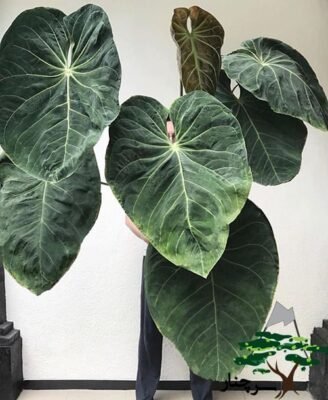  عکس گل آنتوریوم