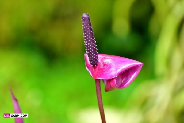  عکس گل آنتوریوم