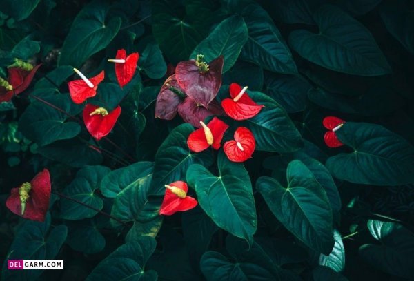  عکس گل آنتوریوم