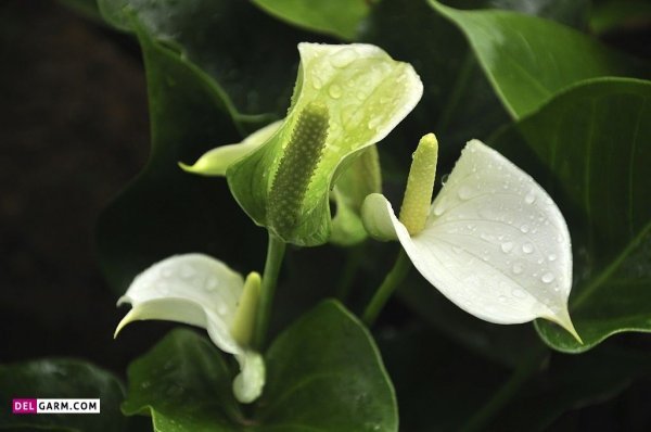  عکس گل آنتوریوم