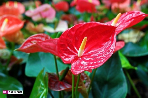  عکس گل آنتوریوم