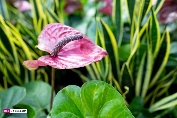  عکس گل آنتوریوم