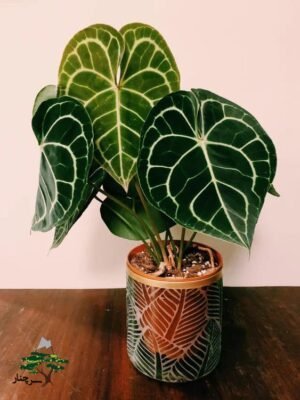  عکس گل آنتوریوم