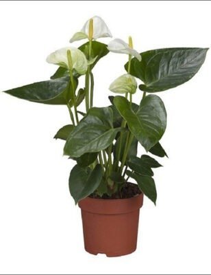  عکس گل آنتوریوم