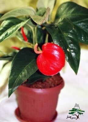  عکس گل آنتوریوم