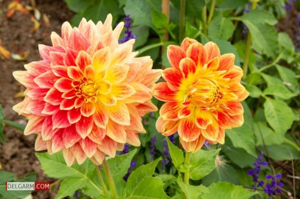  دانلود عکس گل کوکب