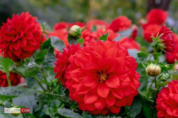  دانلود عکس گل کوکب