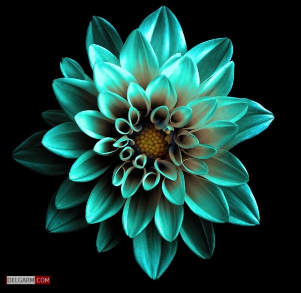  دانلود عکس گل کوکب