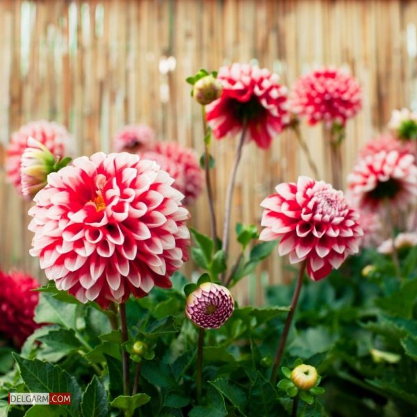  دانلود عکس گل کوکب