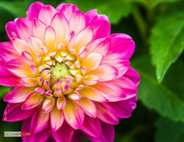  دانلود عکس گل کوکب