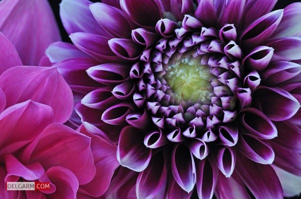  دانلود عکس گل کوکب