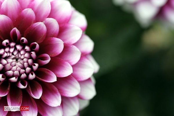  دانلود عکس گل کوکب