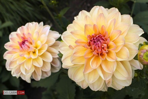  دانلود عکس گل کوکب