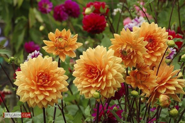  دانلود عکس گل کوکب